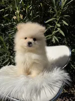 Messi, a male Pomeranian for sale in Canyon Country, CA – 6 of 6