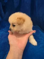 Caramel, a male Pomeranian for sale in Canyon Country, CA – Photo 3 of 3