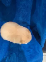 Caramel, a male Pomeranian for sale in Canyon Country, CA – Photo 2 of 3