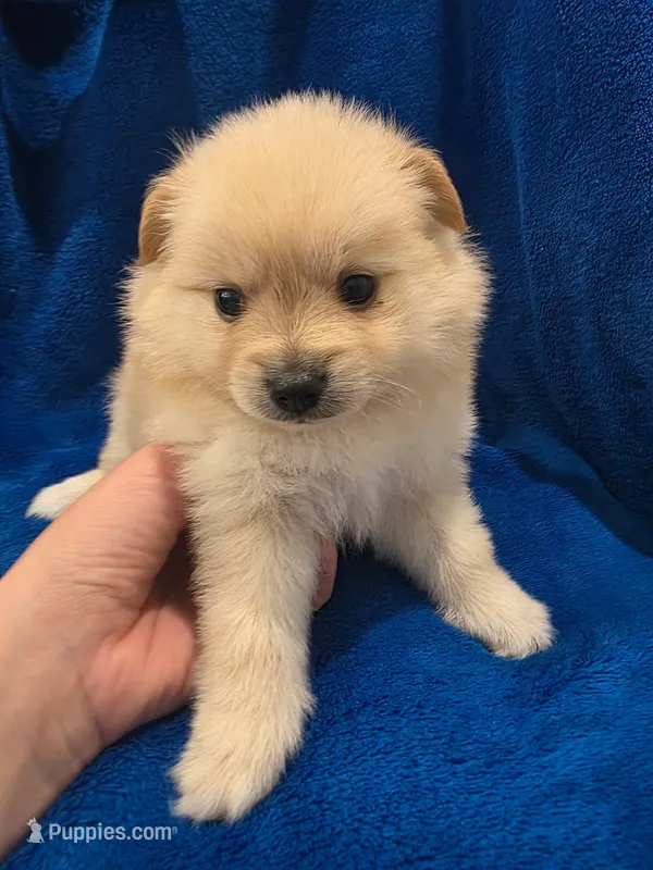 Caramel – Pomeranian puppy for sale in Canyon Country, CA