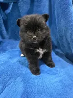 Taxedo, a male Pomeranian for sale in Canyon Country, CA – Photo 2 of 3