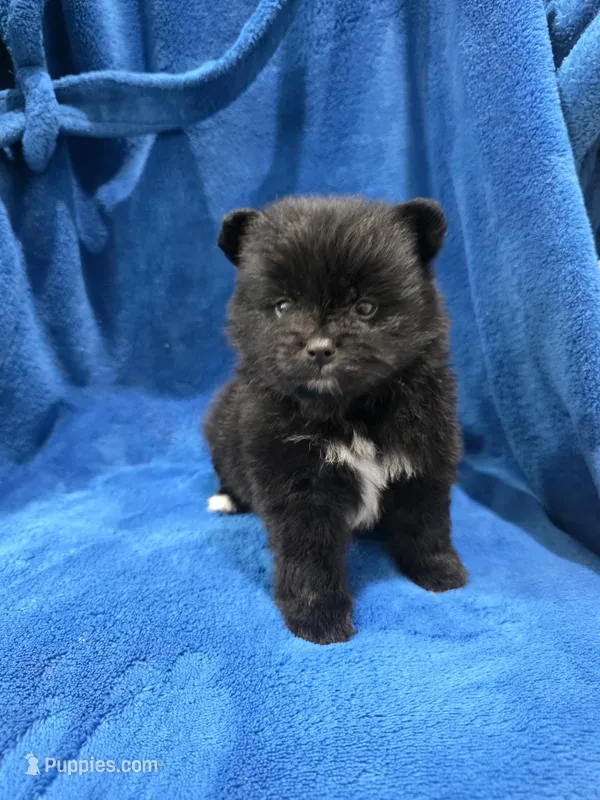 Taxedo – Pomeranian puppy for sale in Canyon Country, CA
