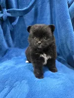 Taxedo, a male Pomeranian for sale in Canyon Country, CA – Photo 1 of 3