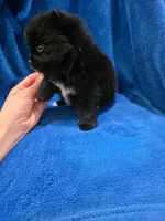 Taxedo, a male Pomeranian for sale in Canyon Country, CA – Photo 3 of 3