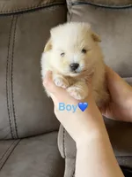 Ronaldo, a male Pomeranian for sale in Canyon Country, CA – 2 of 3