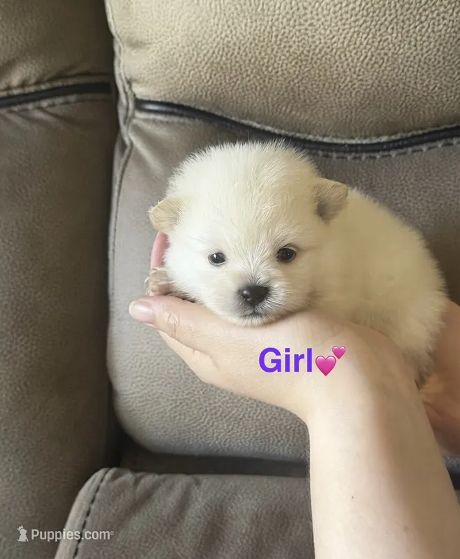 Mora – Pomeranian puppy for sale in Canyon Country, CA