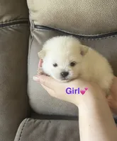Mora, a female Pomeranian for sale in Canyon Country, CA – 1 of 2