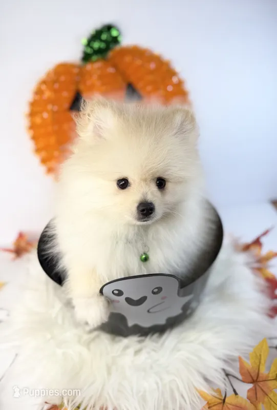 Messi – Pomeranian puppy for sale in Canyon Country, CA