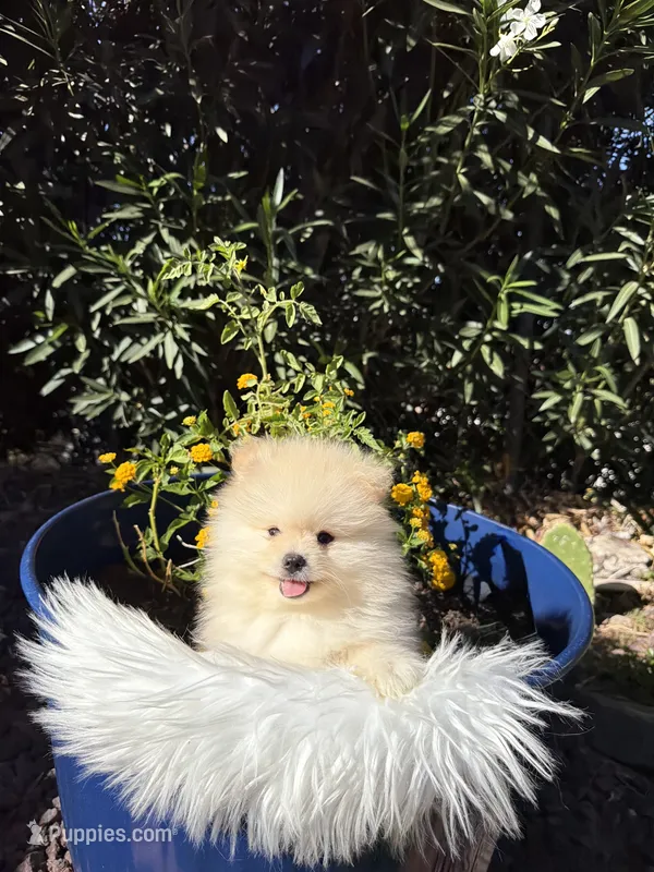Messi – Pomeranian puppy for sale in Canyon Country, CA