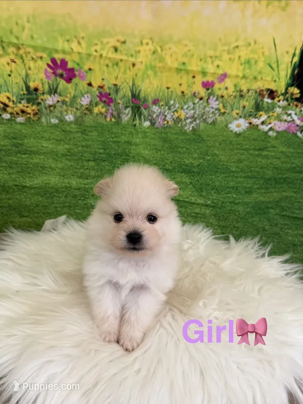 Mora – Pomeranian puppy for sale in Canyon Country, CA