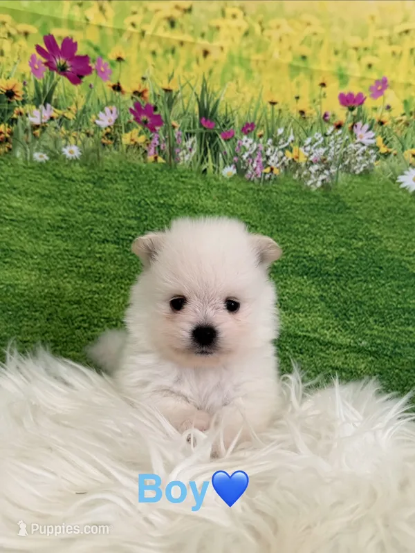 Dembele – Pomeranian puppy for sale in Canyon Country, CA