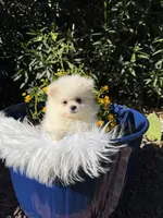 Dembele, a male Pomeranian for sale in Canyon Country, CA – 2 of 7