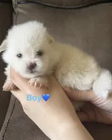 Mbappe , a male Pomeranian for sale in Canyon Country, CA – 2 of 2