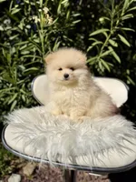 Ronaldo, a male Pomeranian for sale in Canyon Country, CA – 7 of 8