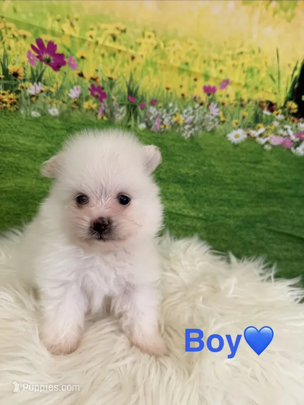 Mbappe  – Pomeranian puppy for sale in Canyon Country, CA