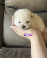 Mora, a female Pomeranian for sale in Canyon Country, CA – 2 of 2