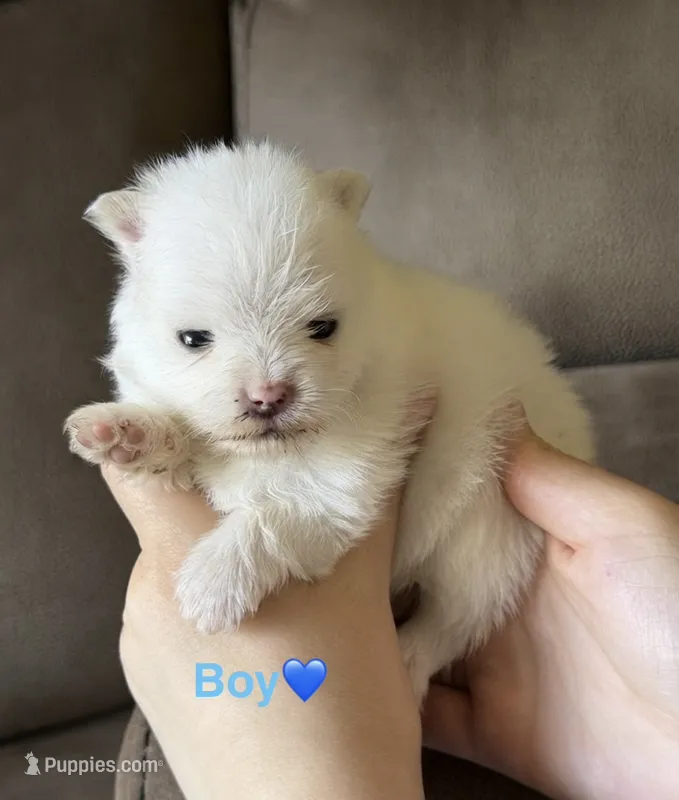Haaland – Pomeranian puppy for sale in Canyon Country, CA