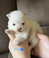 Haaland, a male Pomeranian for sale in Canyon Country, CA – 1 of 2