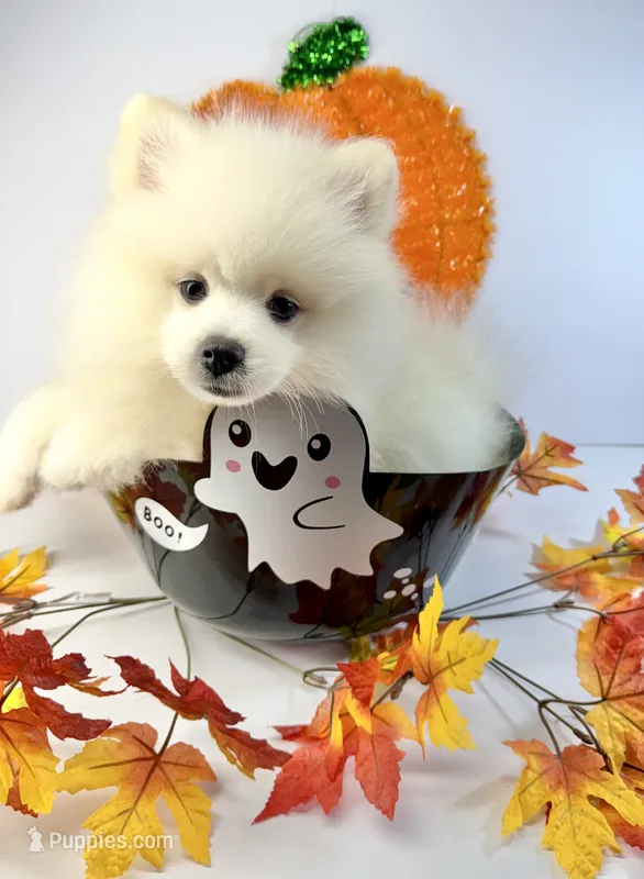Mbappe  – Pomeranian puppy for sale in Canyon Country, CA