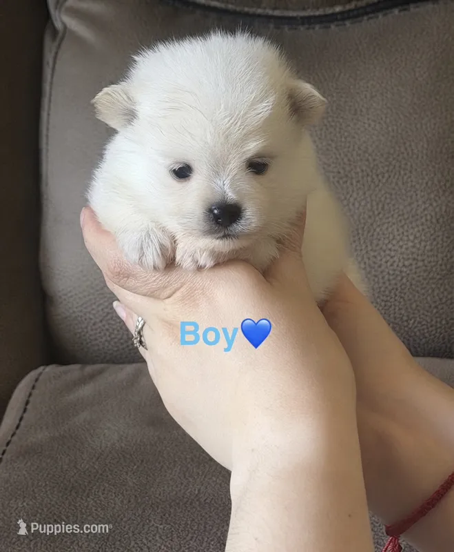 Dembele – Pomeranian puppy for sale in Canyon Country, CA