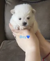 Dembele, a male Pomeranian for sale in Canyon Country, CA – 1 of 1