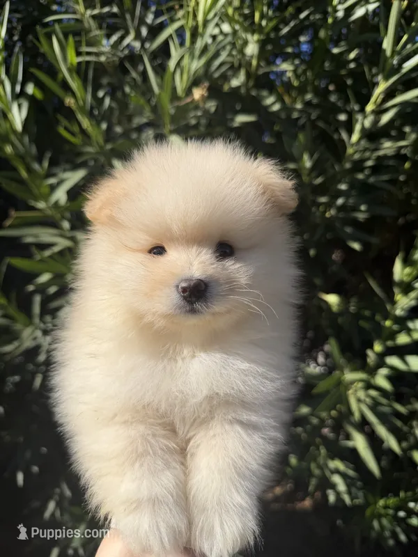 Ronaldo – Pomeranian puppy for sale in Canyon Country, CA