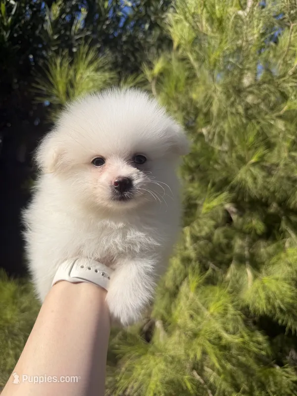 Mbappe  – Pomeranian puppy for sale in Canyon Country, CA