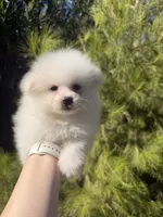 Mbappe , a male Pomeranian for sale in Canyon Country, CA – 4 of 5