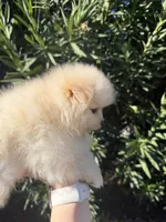 Ronaldo, a male Pomeranian for sale in Canyon Country, CA – 4 of 8