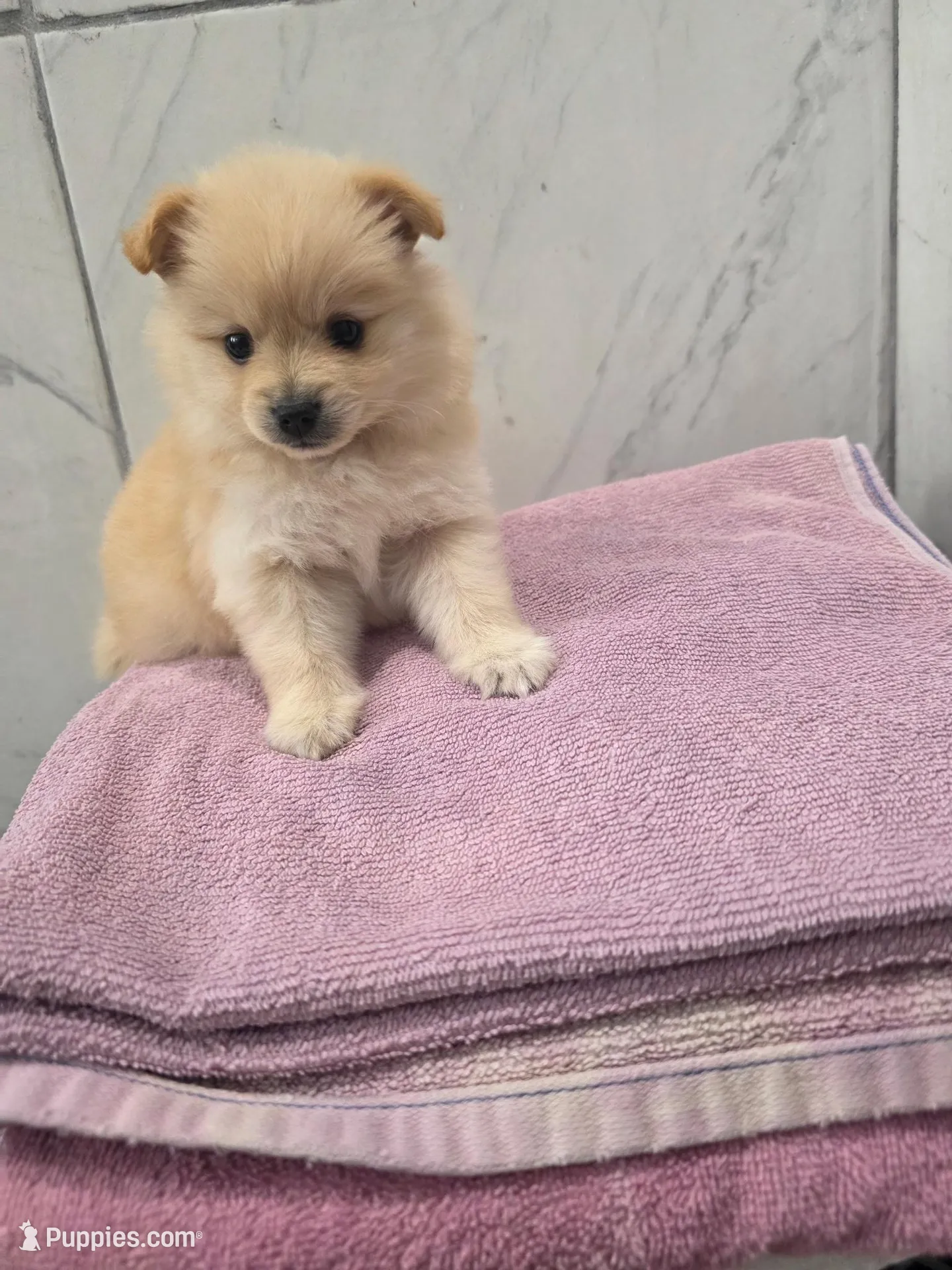 Caramel – Pomeranian puppy for sale in Canyon Country, CA