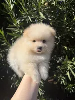 Ronaldo, a male Pomeranian for sale in Canyon Country, CA – 3 of 8