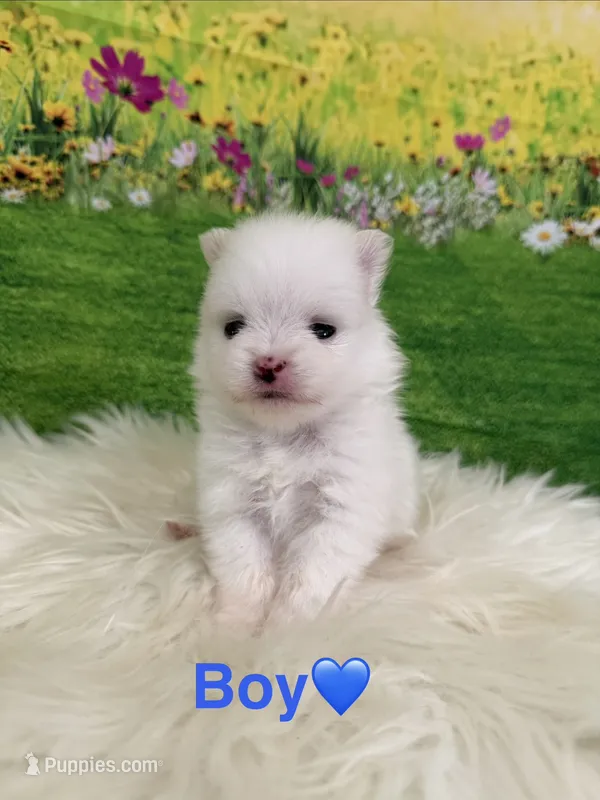 Haaland – Pomeranian puppy for sale in Canyon Country, CA