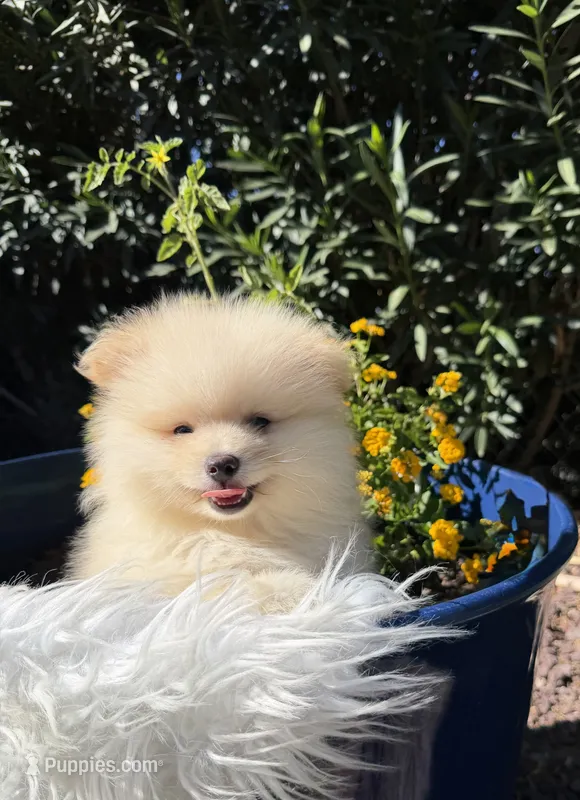 Ronaldo – Pomeranian puppy for sale in Canyon Country, CA