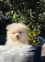 Ronaldo, a male Pomeranian for sale in Canyon Country, CA – 1 of 8
