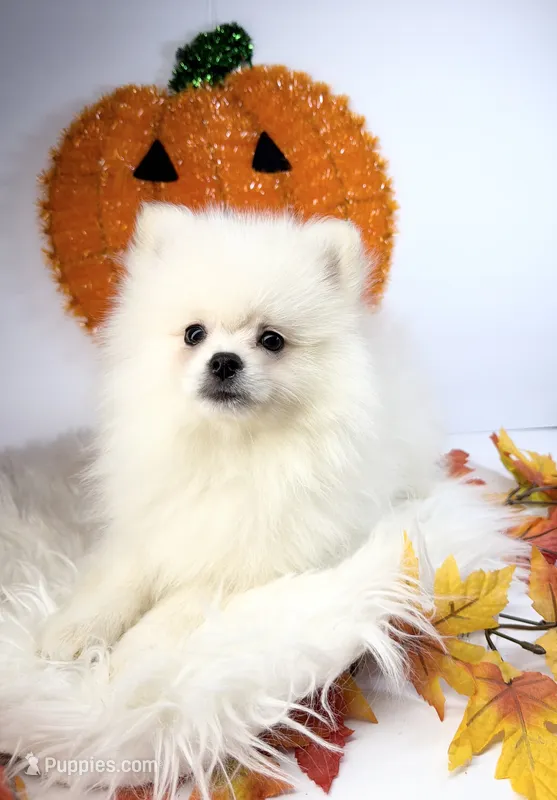 Dembele – Pomeranian puppy for sale in Canyon Country, CA