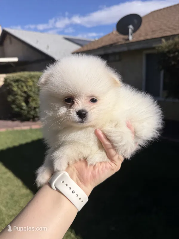 Dembele – Pomeranian puppy for sale in Canyon Country, CA