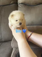 Messi, a male Pomeranian for sale in Canyon Country, CA – 3 of 3