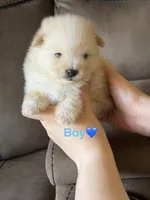Ronaldo, a male Pomeranian for sale in Canyon Country, CA – 3 of 3