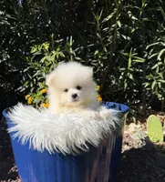 Mbappe , a male Pomeranian for sale in Canyon Country, CA – 3 of 5