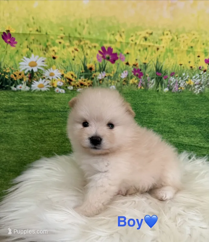 Ronaldo – Pomeranian puppy for sale in Canyon Country, CA