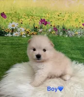 Ronaldo, a male Pomeranian for sale in Canyon Country, CA – 5 of 8
