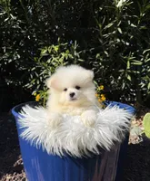 Mbappe , a male Pomeranian for sale in Canyon Country, CA – 2 of 5