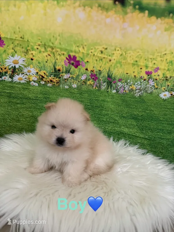 Messi – Pomeranian puppy for sale in Canyon Country, CA