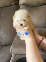 Messi, a male Pomeranian for sale in Canyon Country, CA – 2 of 3