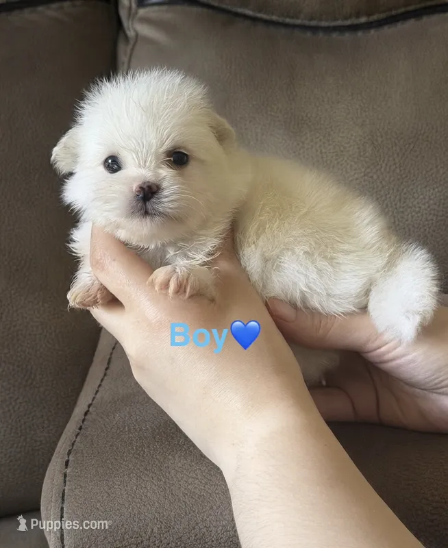 Mbappe  – Pomeranian puppy for sale in Canyon Country, CA