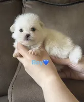 Mbappe , a male Pomeranian for sale in Canyon Country, CA – 1 of 2