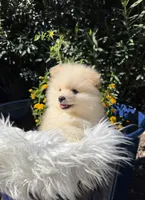 Ronaldo, a male Pomeranian for sale in Canyon Country, CA – 8 of 8
