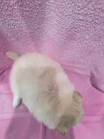 Honey, a female Pomeranian for sale in Canyon Country, CA – Photo 2 of 3