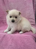 Honey, a female Pomeranian for sale in Canyon Country, CA – Photo 3 of 3