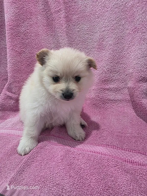 Honey – Pomeranian puppy for sale in Canyon Country, CA